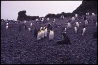Fur seal among King and Gentoo penguins on Prion Island