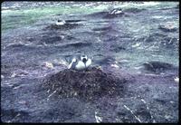 View of Gentoo penguins with nests on Stromness Bay