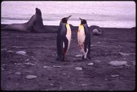 Bleeding King penguins with seals in background