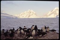 Adélies penguins at shore of Petermann Island with mountains in background 