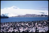 Adélies penguins near Palmer Station shore with World Discoverer and mountains in background 