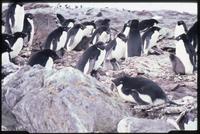 Adélies penguins in rocks on Nelson Island 