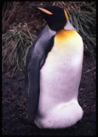 Close view of adult King penguin at Royal Bay 