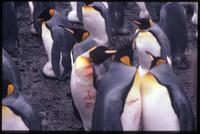 Wounded King penguin among other penguins