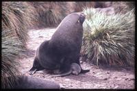 Fur seals copulating near high grasses on Albatross Island