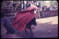 Bullfight in Somondoco
