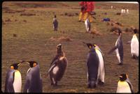 King penguins at Volunteer Point