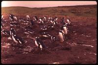 Colony of Gentoo penguins at Volunteer Point