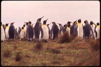 Colony of King penguins at Volunteer Point