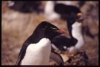 Close-up of Rockhopper penguins on Bleaker Island
