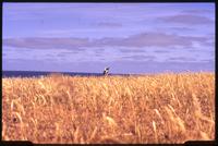 Magellanic penguin standing in tall grass on Bleaker Island