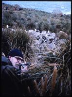 Jack Child photographing albatrosses and penguins on West Point Island
