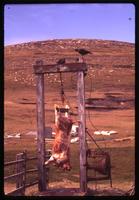 Hanging cow carcass on Carcass Island
