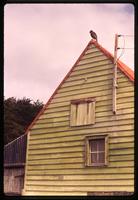 Caracara sitting on roof of house on Carcass Island