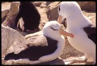 Black-browed albatrosses sitting on rocks on New Island