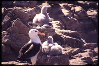 Albatross with chick on New Island