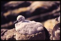 Albatross chick sitting on nest on New Island
