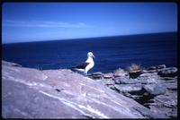 Black-browed albatross standing near shore on New Island
