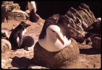 Black-browed albatross sitting on nest with penguins in the background on New Island