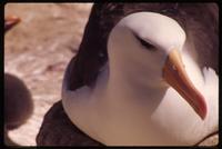 Close-up of black-browed albatross on nest