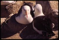 Two black browed albatrosses with nest on New Island