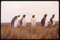 King penguins in grass on Volunteer Point.