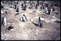 Colony of Gentoo penguins at Carcass Island