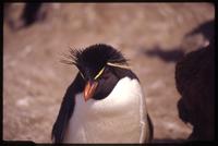 Close view of Rockhopper penguin at Bleaker Island