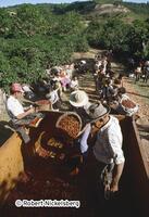 Coffee Harvest In Honduras