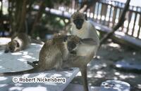 St. Kitts And Nevis, Tourists And Monkeys