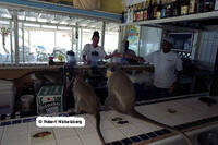 St. Kitts and Nevis, Tourists and Monkeys