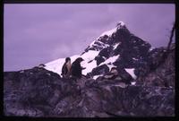 Gentoo Penguin chicks on Aitcho Island
