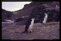 Chinstrap penguin with stone on Deception Island