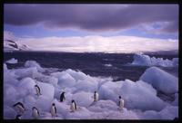 Adélie penguins on ice at Paulet Island 