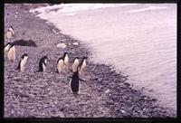 Adélie penguins waiting to go into the water