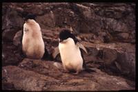 Adélie penguin chicks on Devil Island 