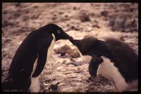 Adélie penguin feeding young on Devil Island 