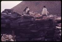 Penguins on top of Antarctica hut