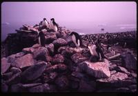 Penguins on top of Antarctica hut on Paulet Island