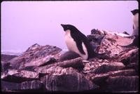 Penguin near Antarctica hut