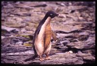 Adélie penguin and mud on South Orkney Islands