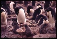 Adélie penguins on rocks 