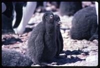 Adélie penguin chicks on Torgersen Island
