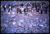 Adélie penguins copulating on Torgersen Island 