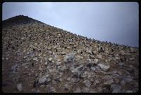 Adélie penguins scattered on a hill