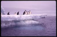 Adélie penguins on ice formations 