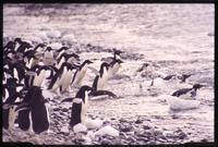 Adélie penguins leaping into water 