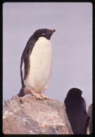 Adélie penguin standing on rock 