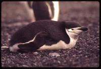 Chinstrap penguin laying on gravel