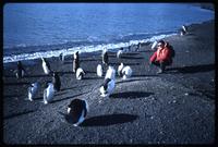 Jack Child kneeling by Chinstrap penguins